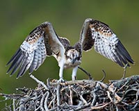 Fischadler - Zum Vergroessern klicken!